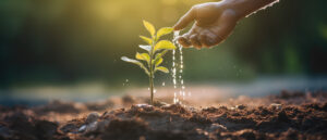 compost soil with plant growing